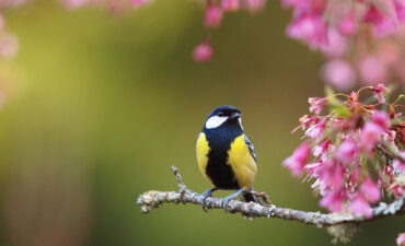 De todos os exemplos, PRIMAVERA é o mais bonito